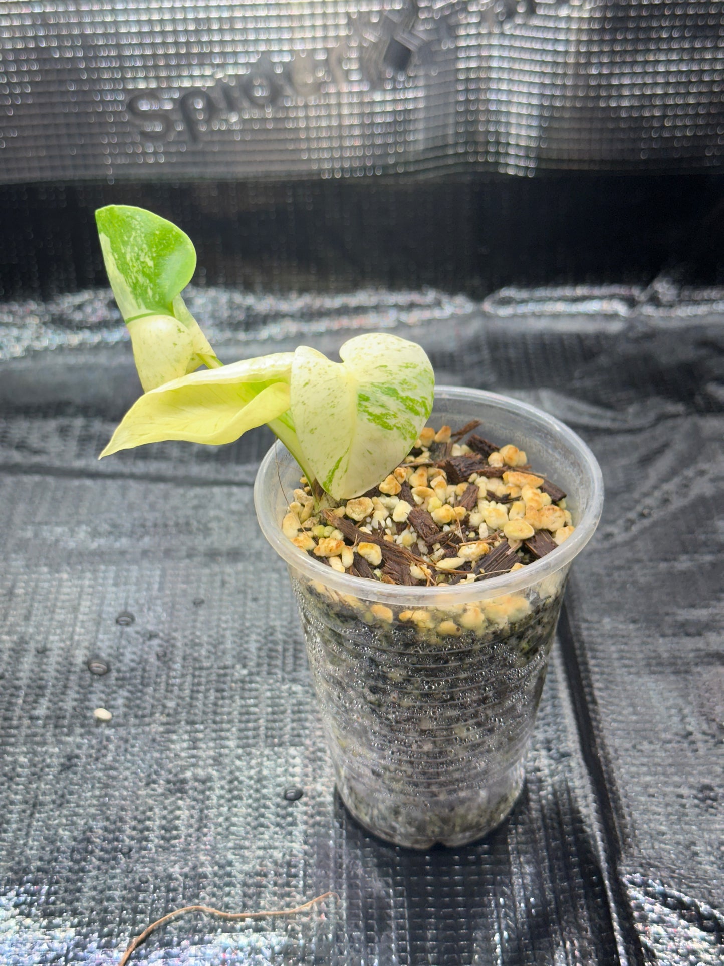 Monstera White monster