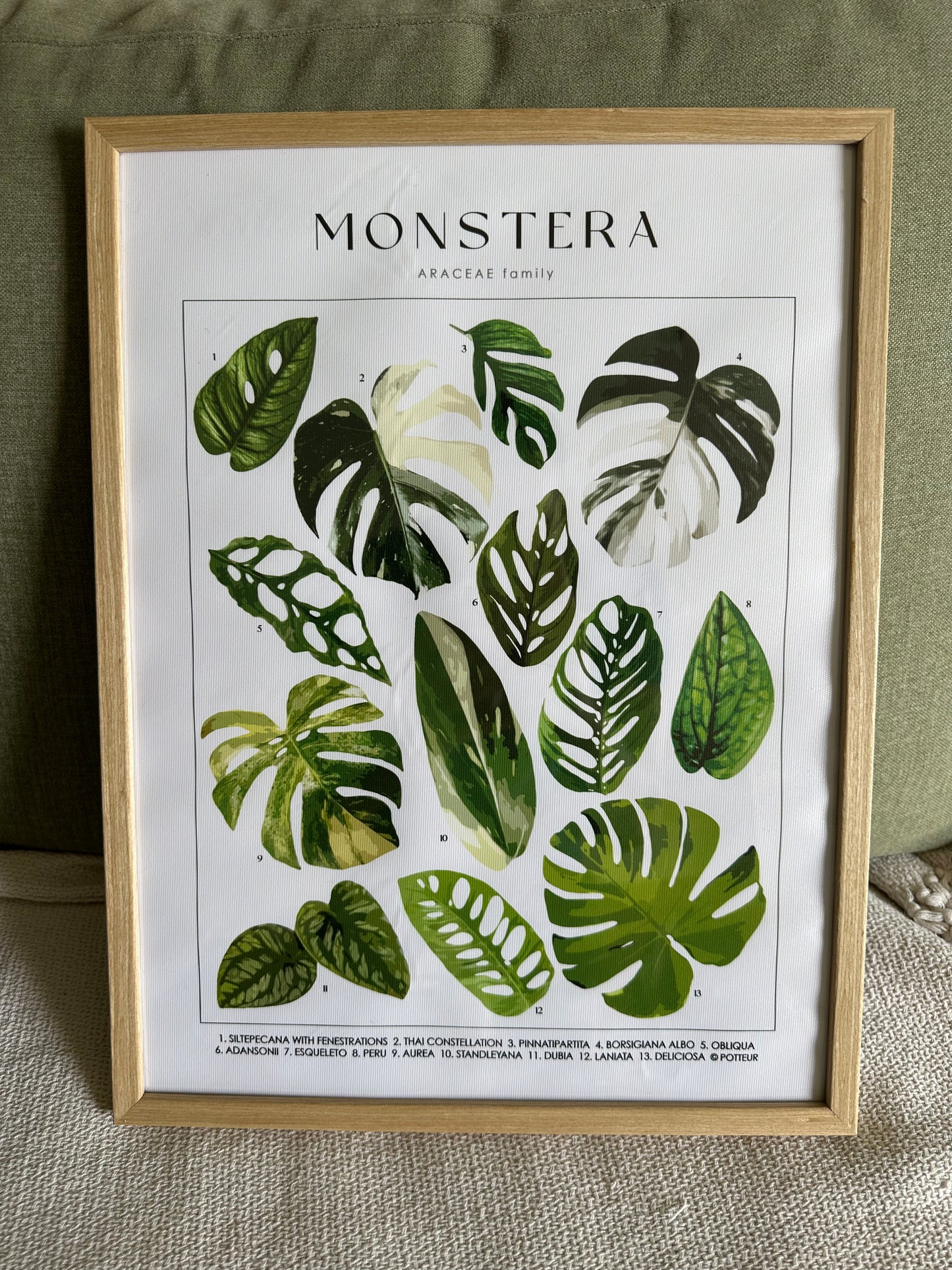 Affiche famille Monstera