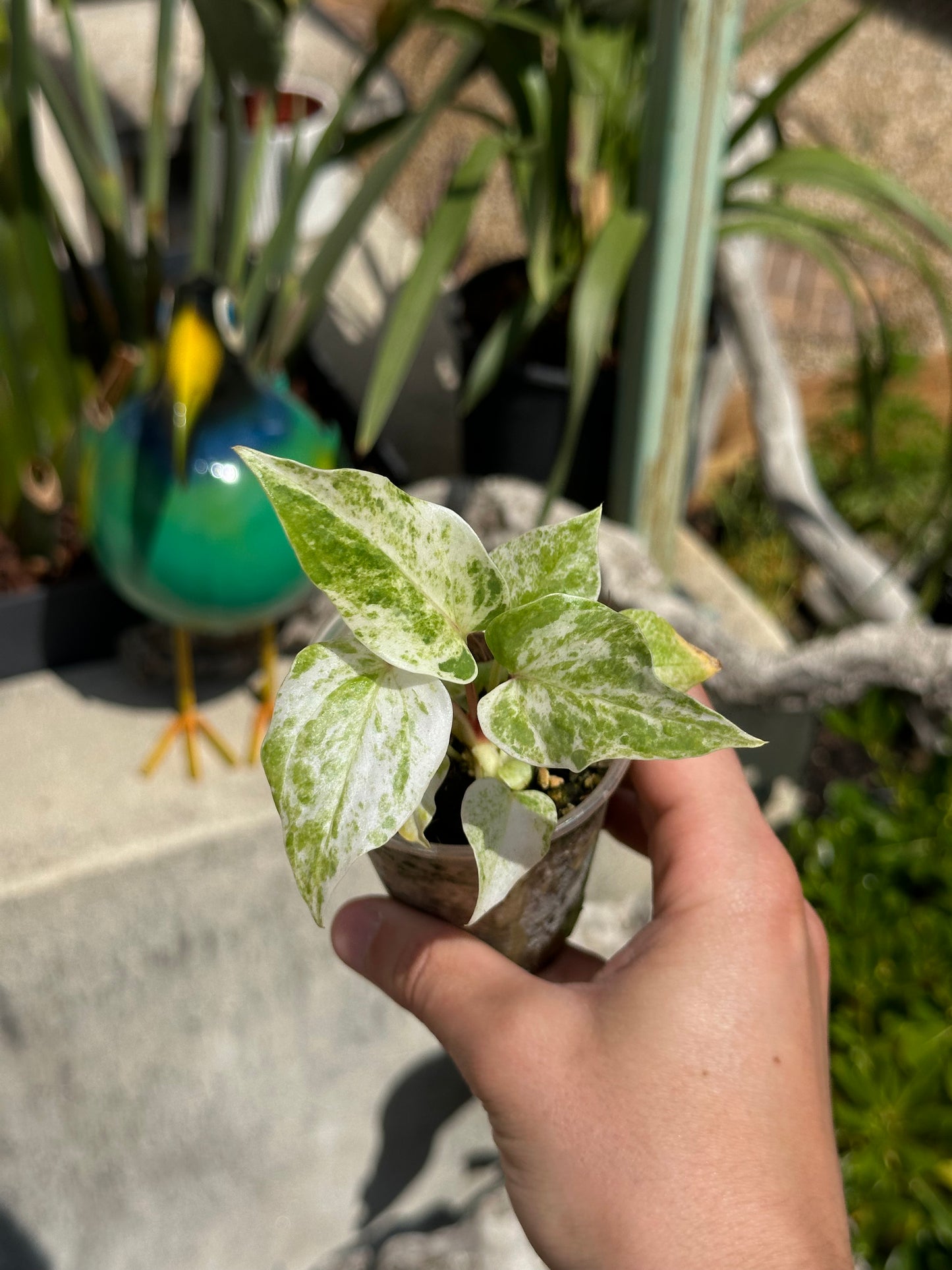 Anthurium Hookeri albo pink variegata