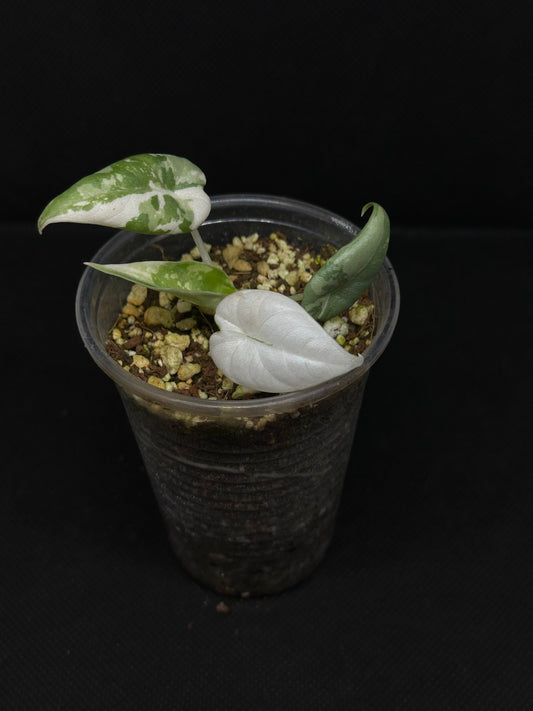 Alocasia Maharani Albo Variegata