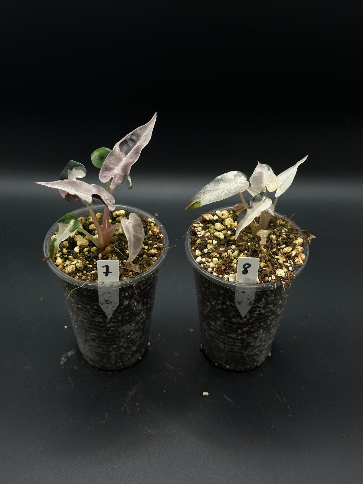 Alocasia Bambino Lava Pink