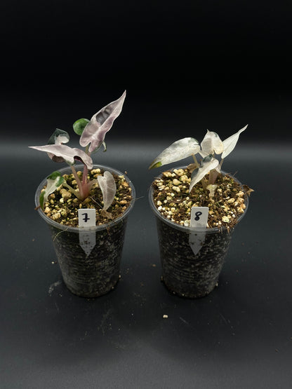 Alocasia Bambino Lava Pink