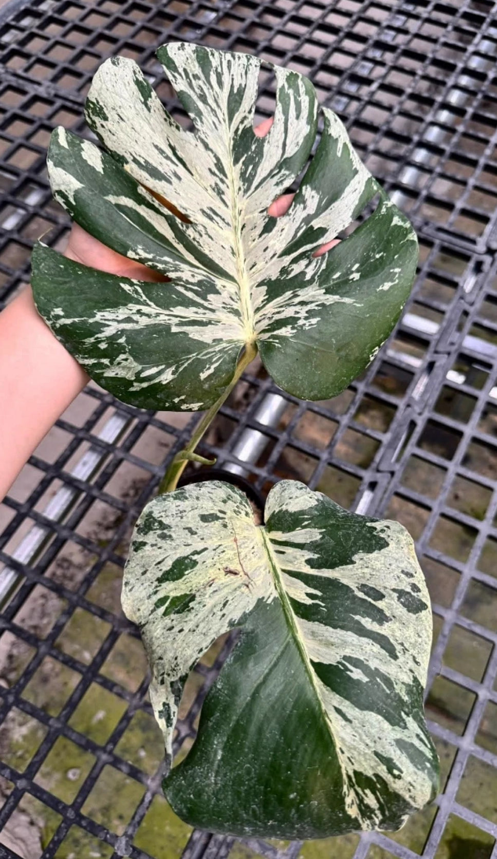 Monstera Bulbasaur TC Précommande