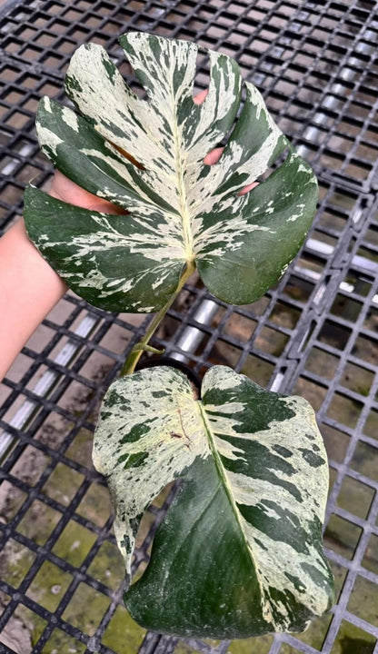 Monstera Bulbasaur TC Précommande