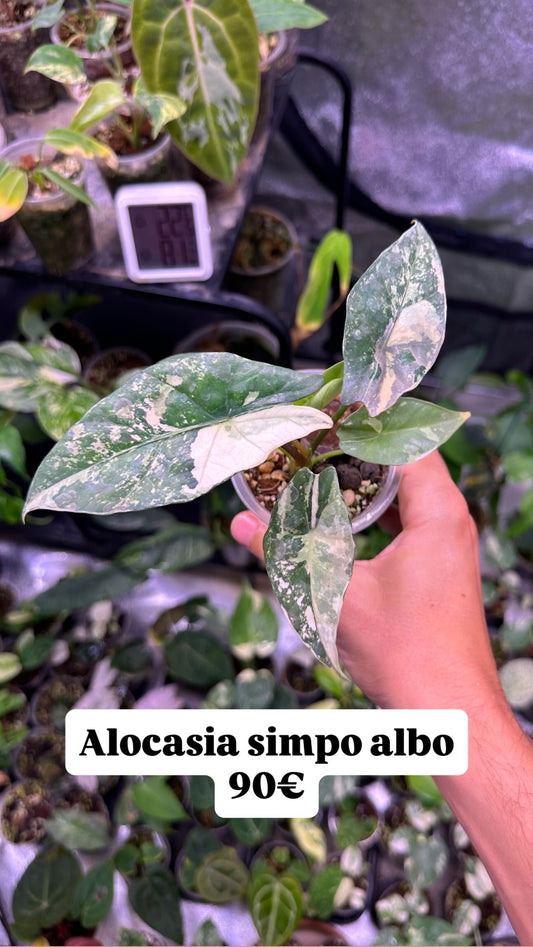 Alocasia Simpo Variegata