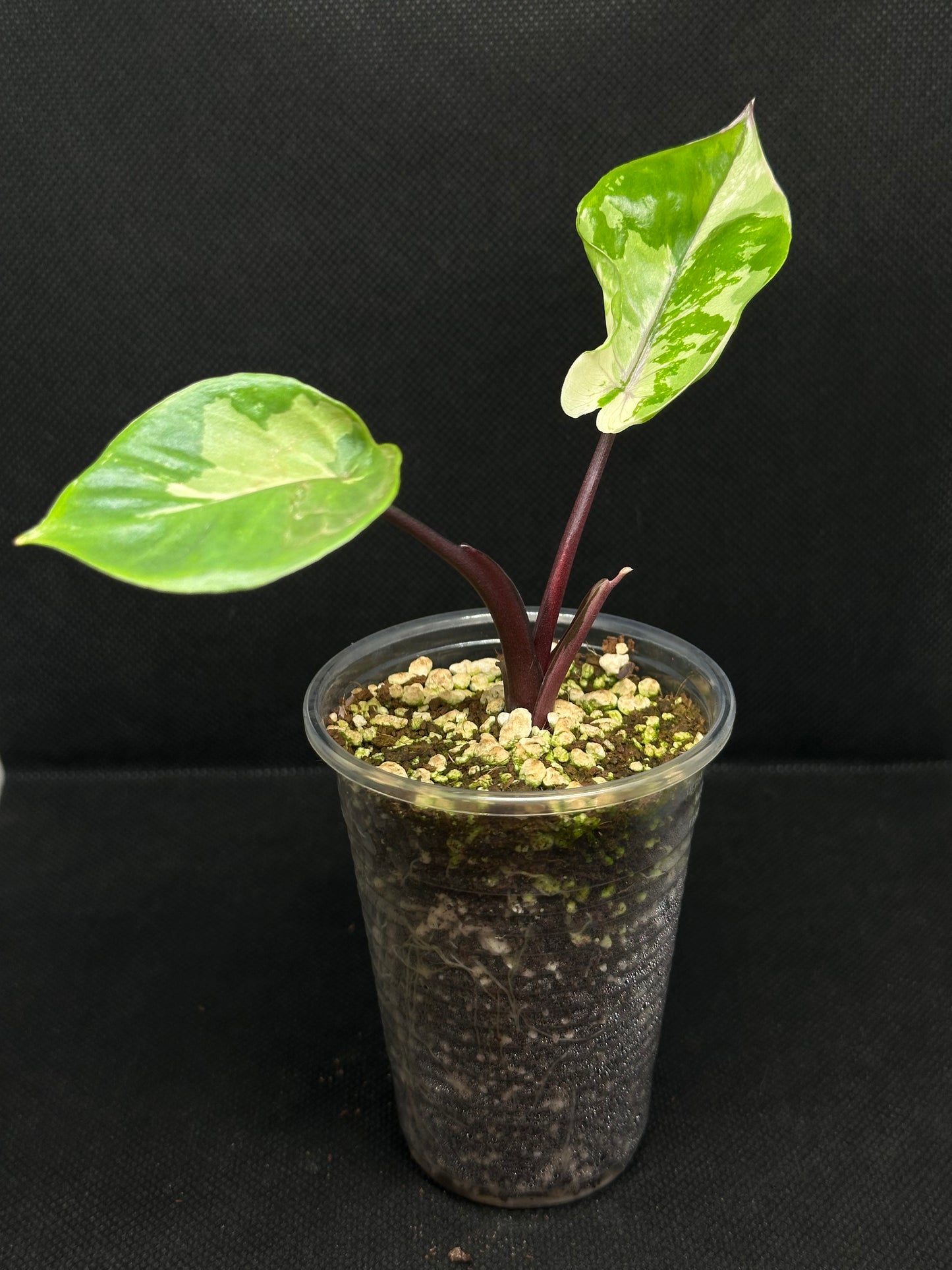 Alocasia Black Stem Variegata