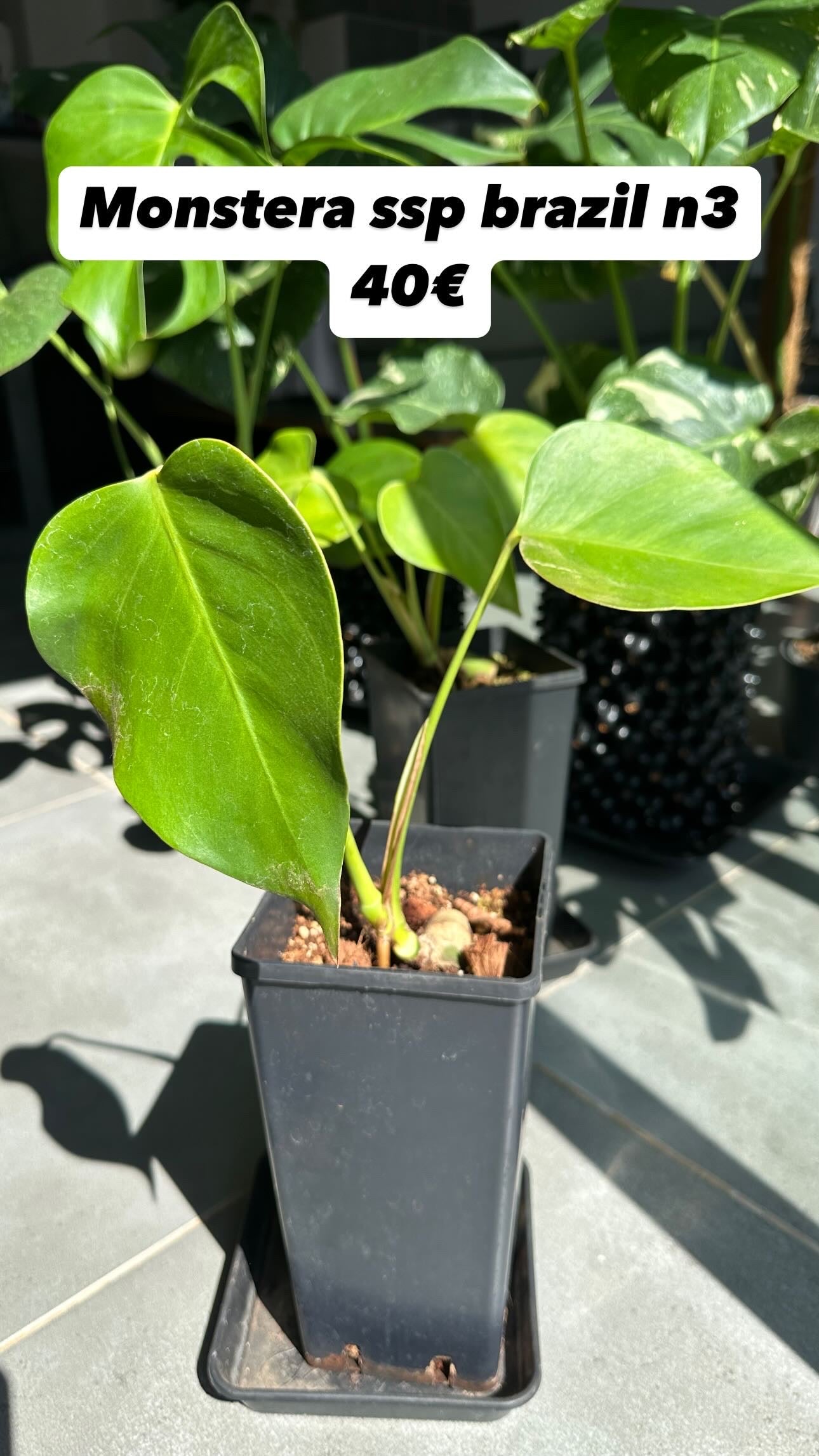 Monstera ssp Brazil