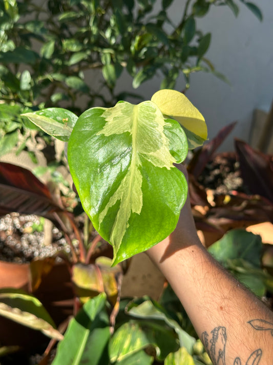 Monstera Melancholy (Agnell) TC Précommande