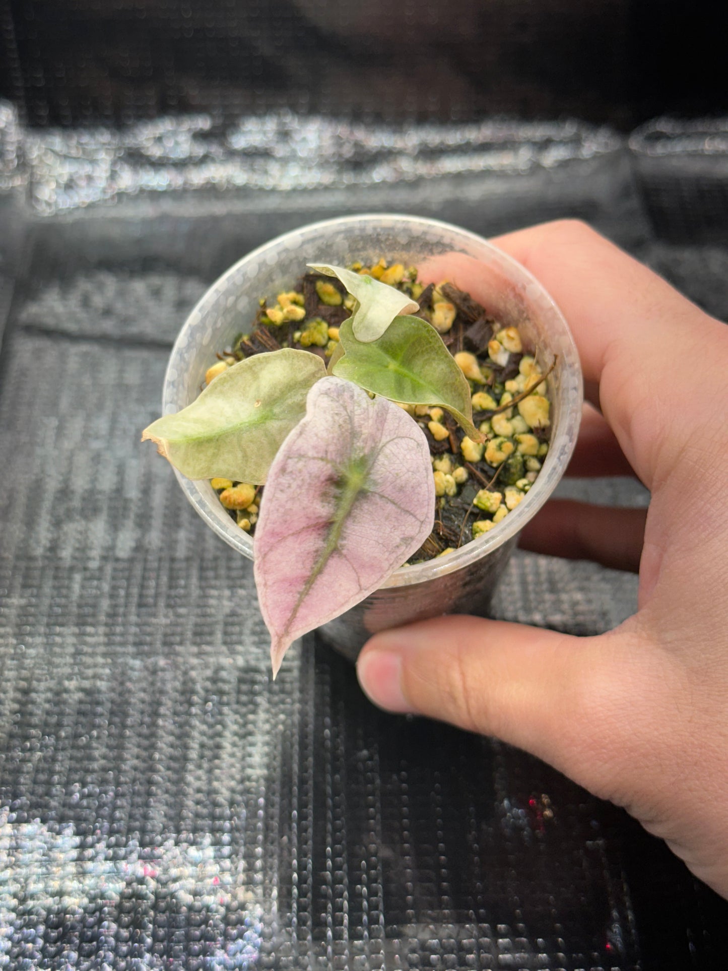 Alocasia Polly Pink Mint