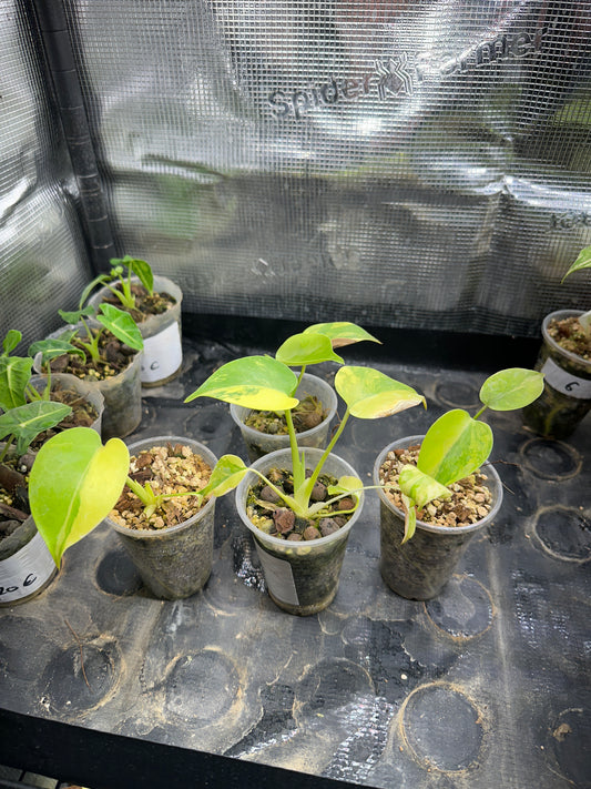 Monstera yellow marilyn