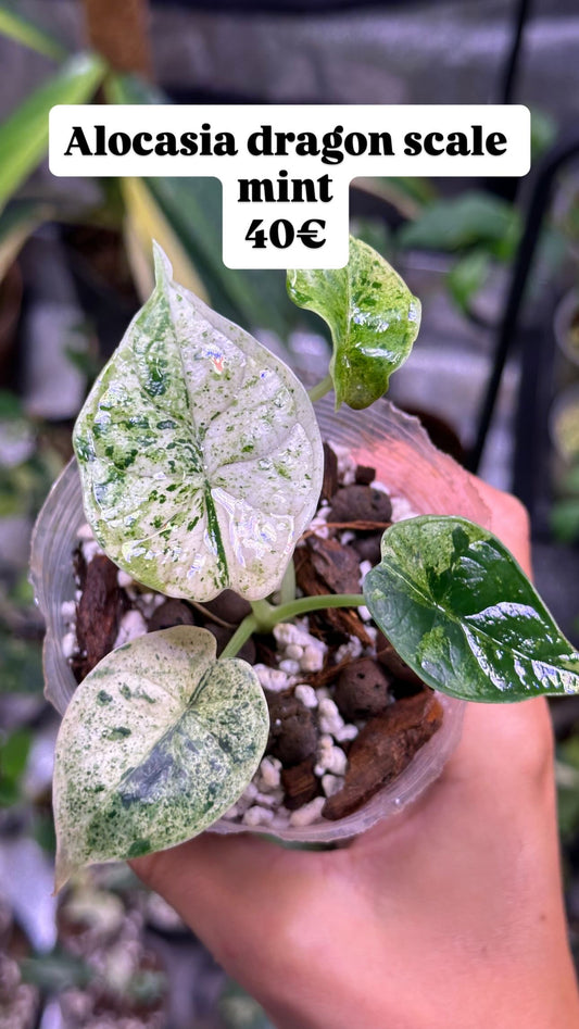 Alocasia Dragon Scale Mint Variegata