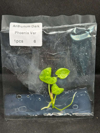 Anthurium Dark Phoenix Variegata TC
