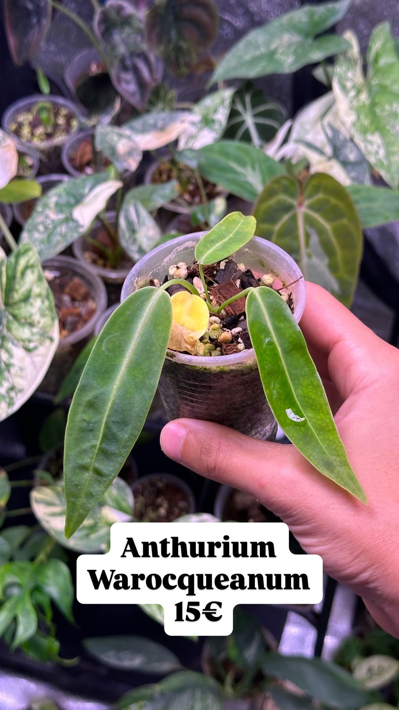 Anthurium Warocqueanum