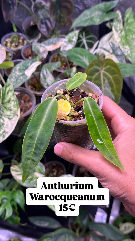 Anthurium Warocqueanum