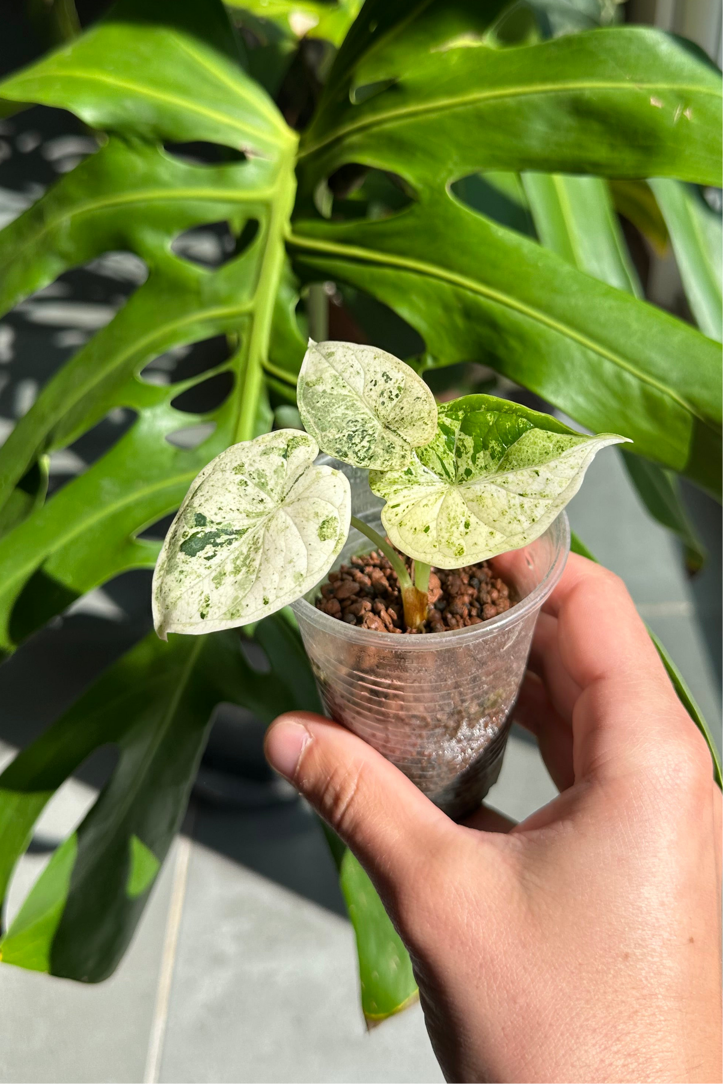 Alocasia Dragon Scale Mint Var TC Précommande