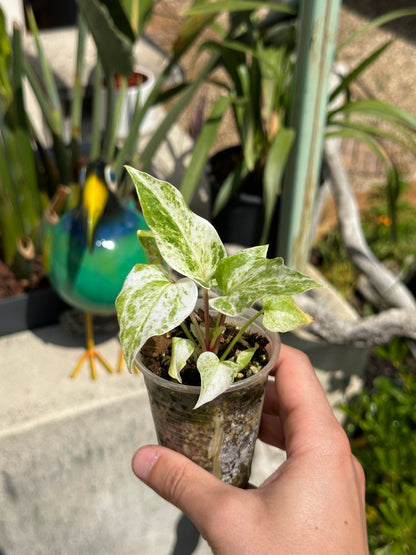 Anthurium Hookeri albo pink variegata