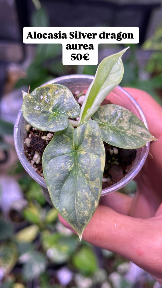 Alocasia Silver dragon aurea variegata