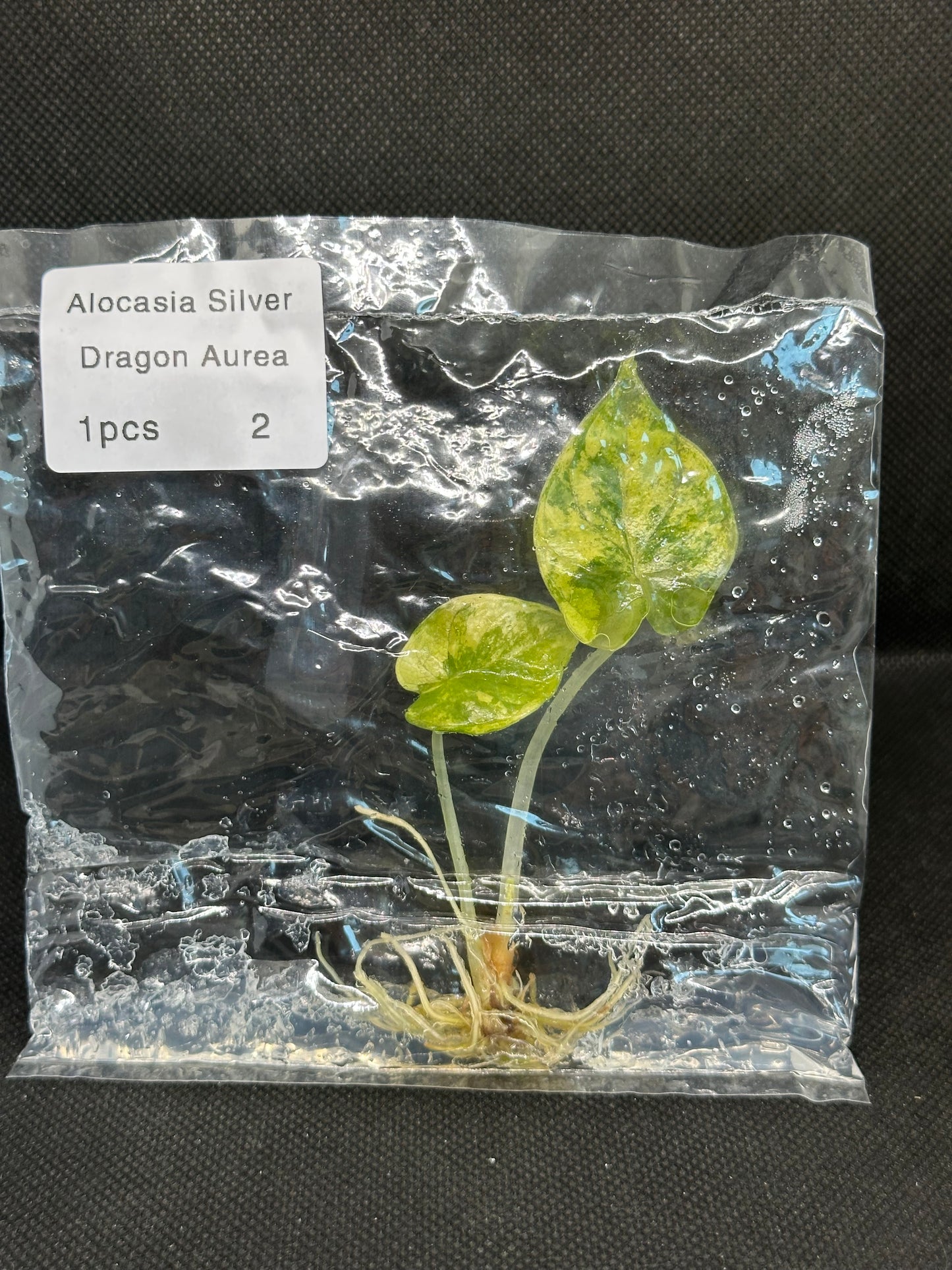 Alocasia silver dragon aurea variegata TC