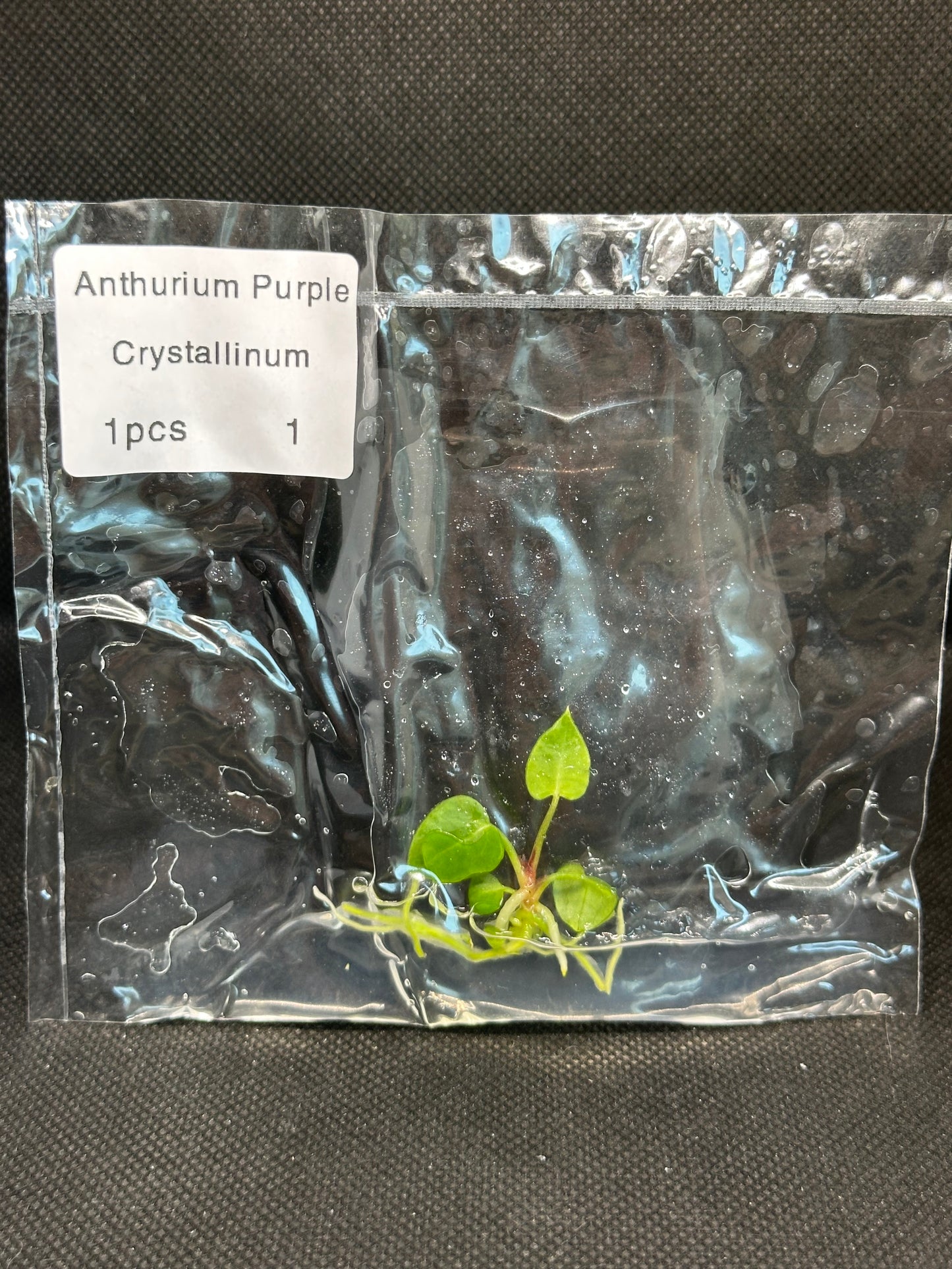 Anthurium purple crystallinum TC