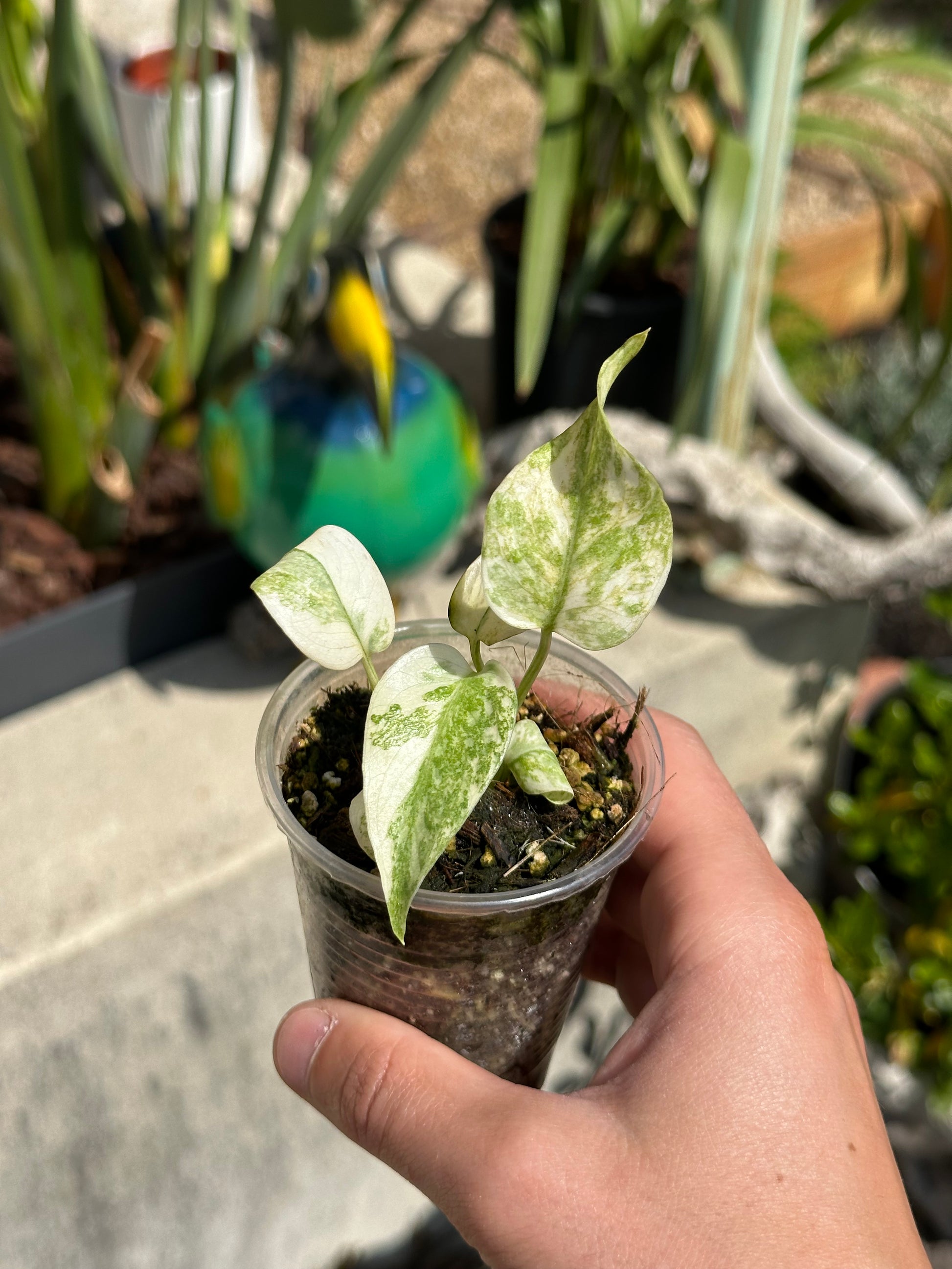 monstera green snow Monstera Green snow – Exo Flore