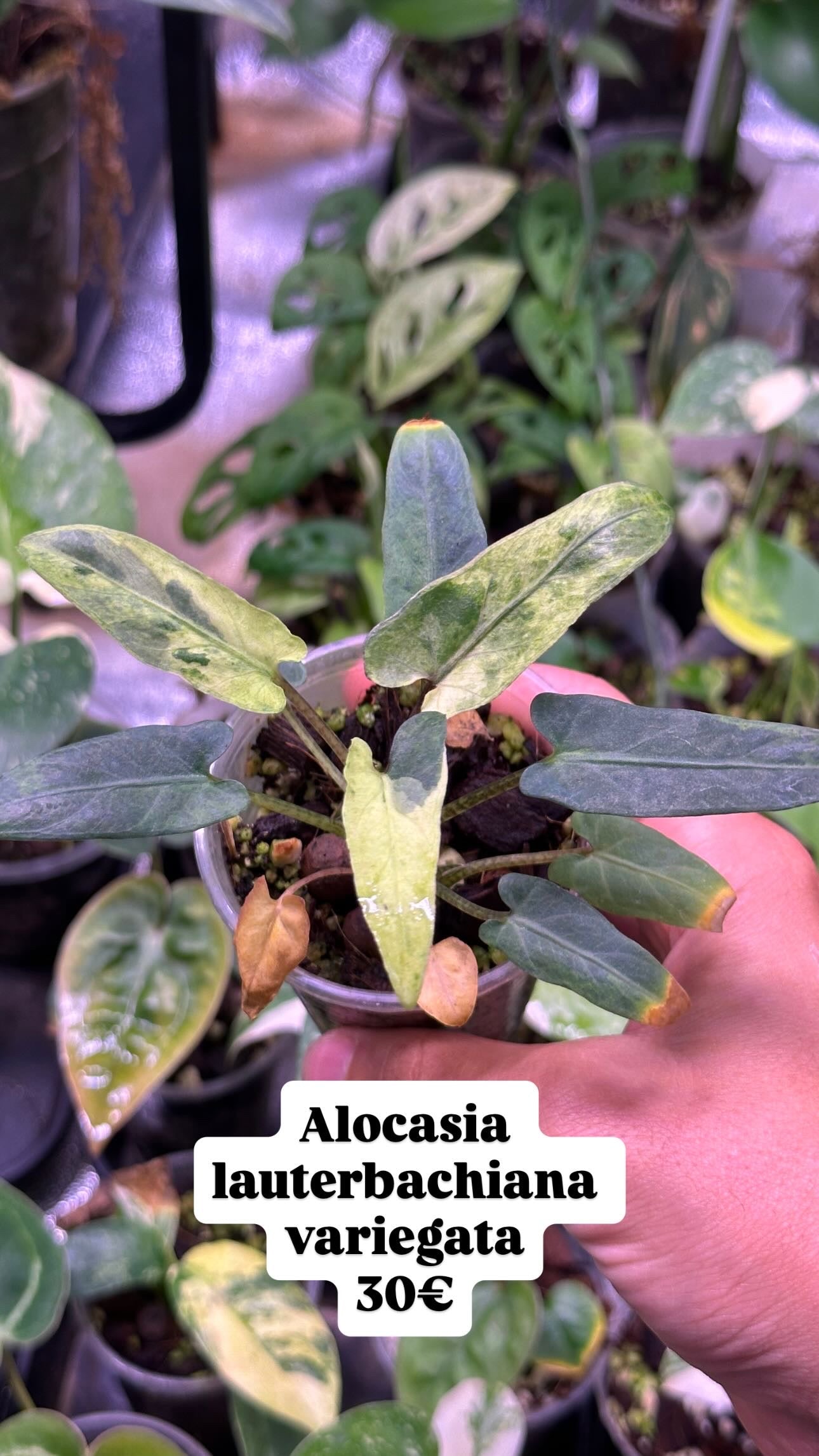 Alocasia Lauterbachiana variegata