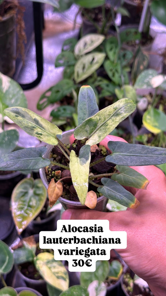 Alocasia Lauterbachiana variegata