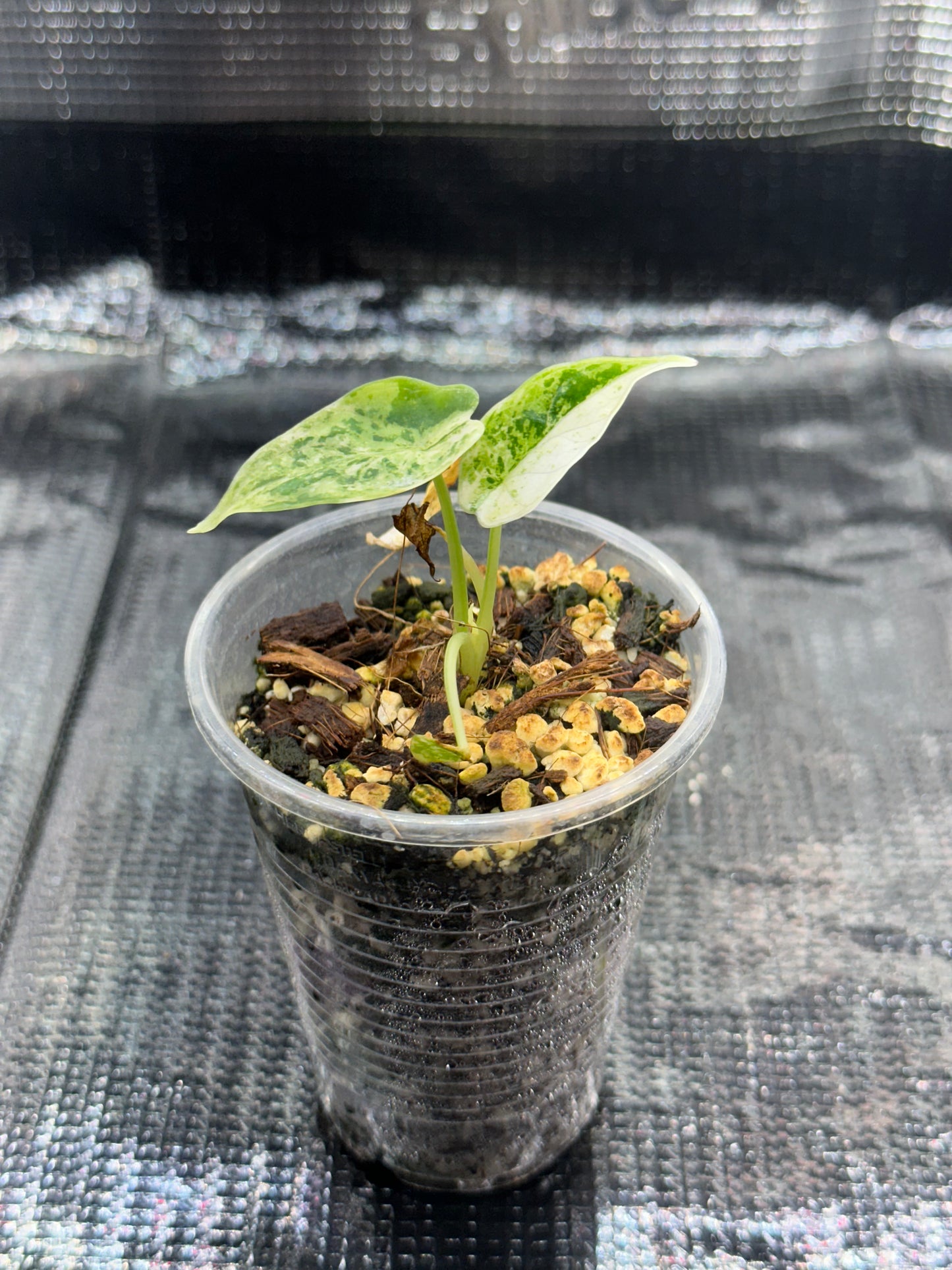 Alocasia Dragon Scale Mint Variegata