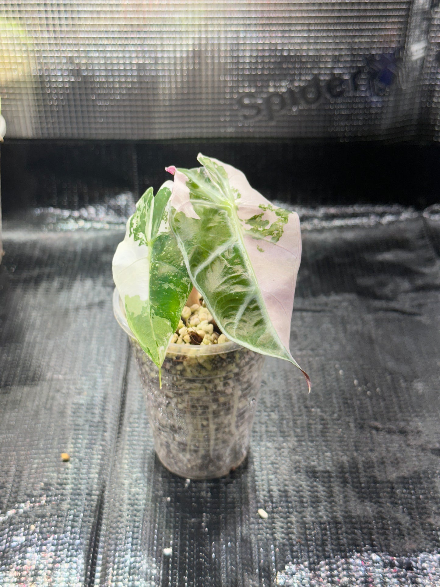 Alocasia polly pink snowflake