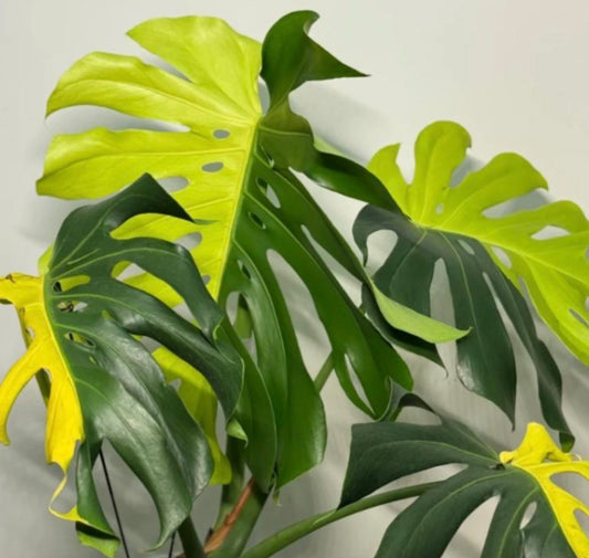 Monstera lemon lime