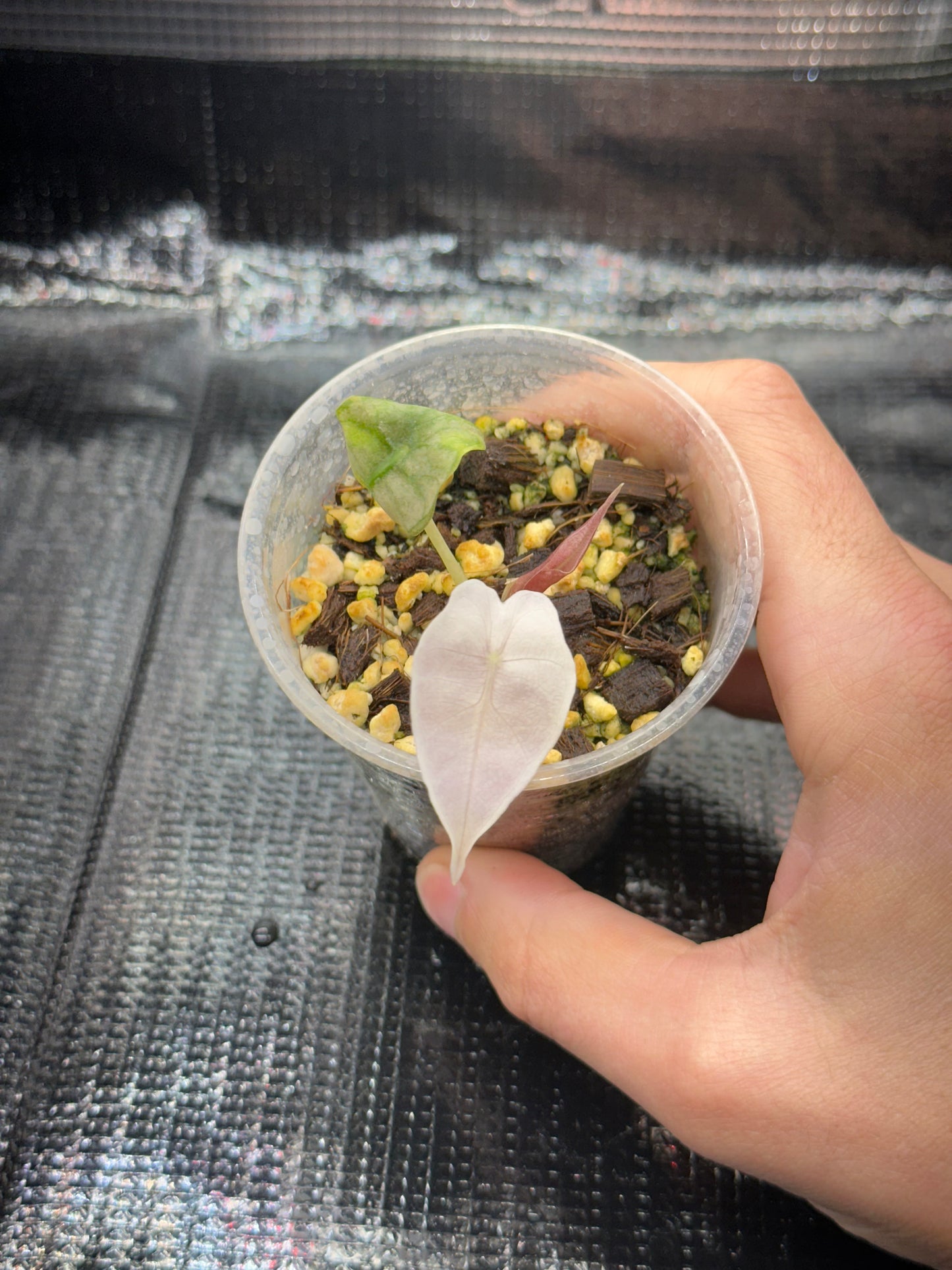 Alocasia Polly Pink Mint