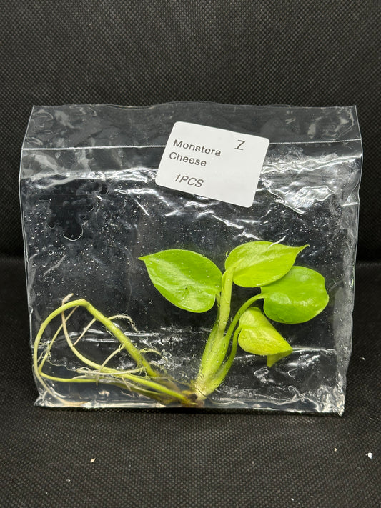 Monstera Néon Lemon Lime (Cheese) TC