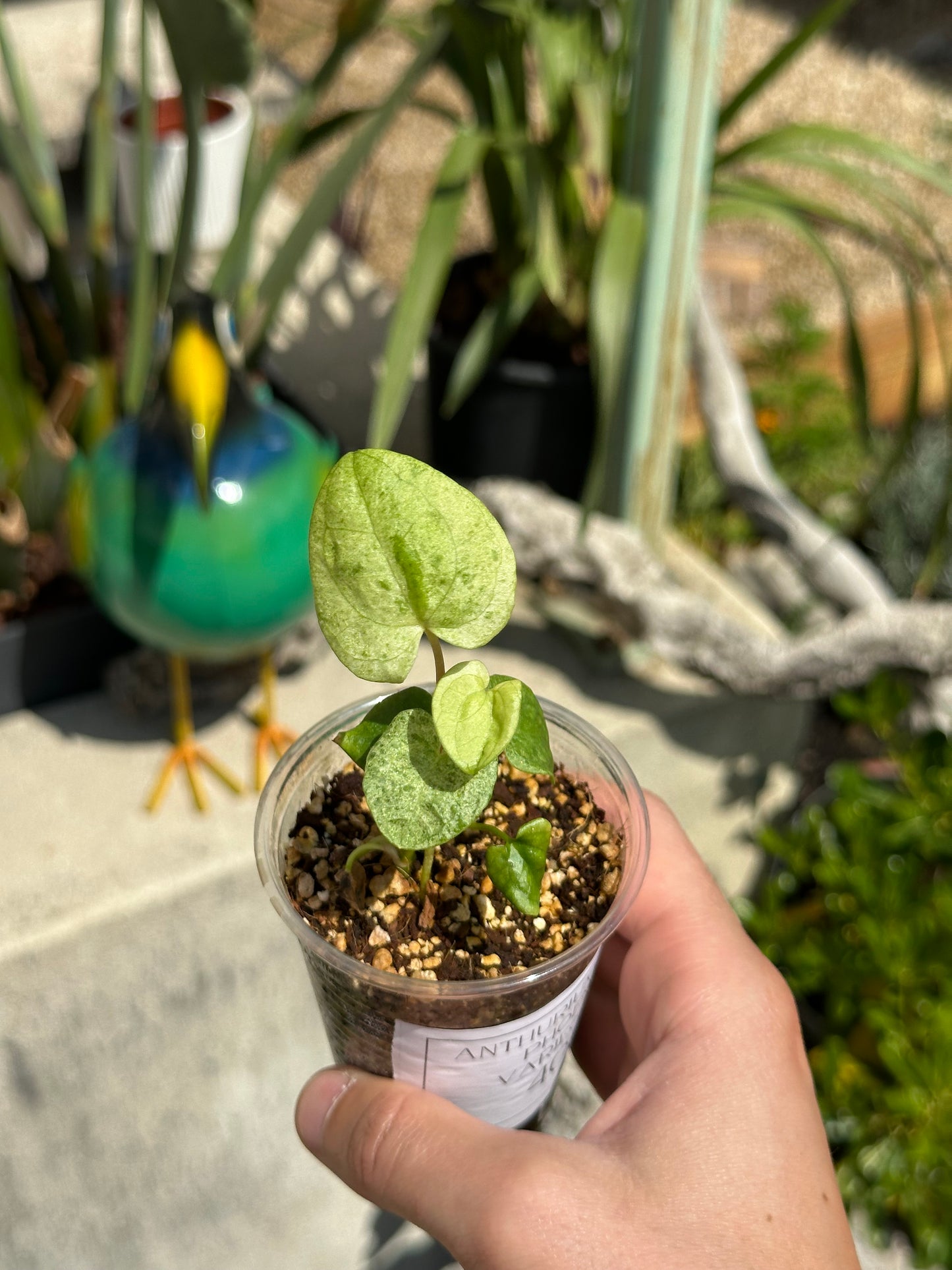 Anthurium dark phoenix variegata