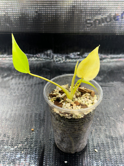 Monstera Néon Lemon Lime