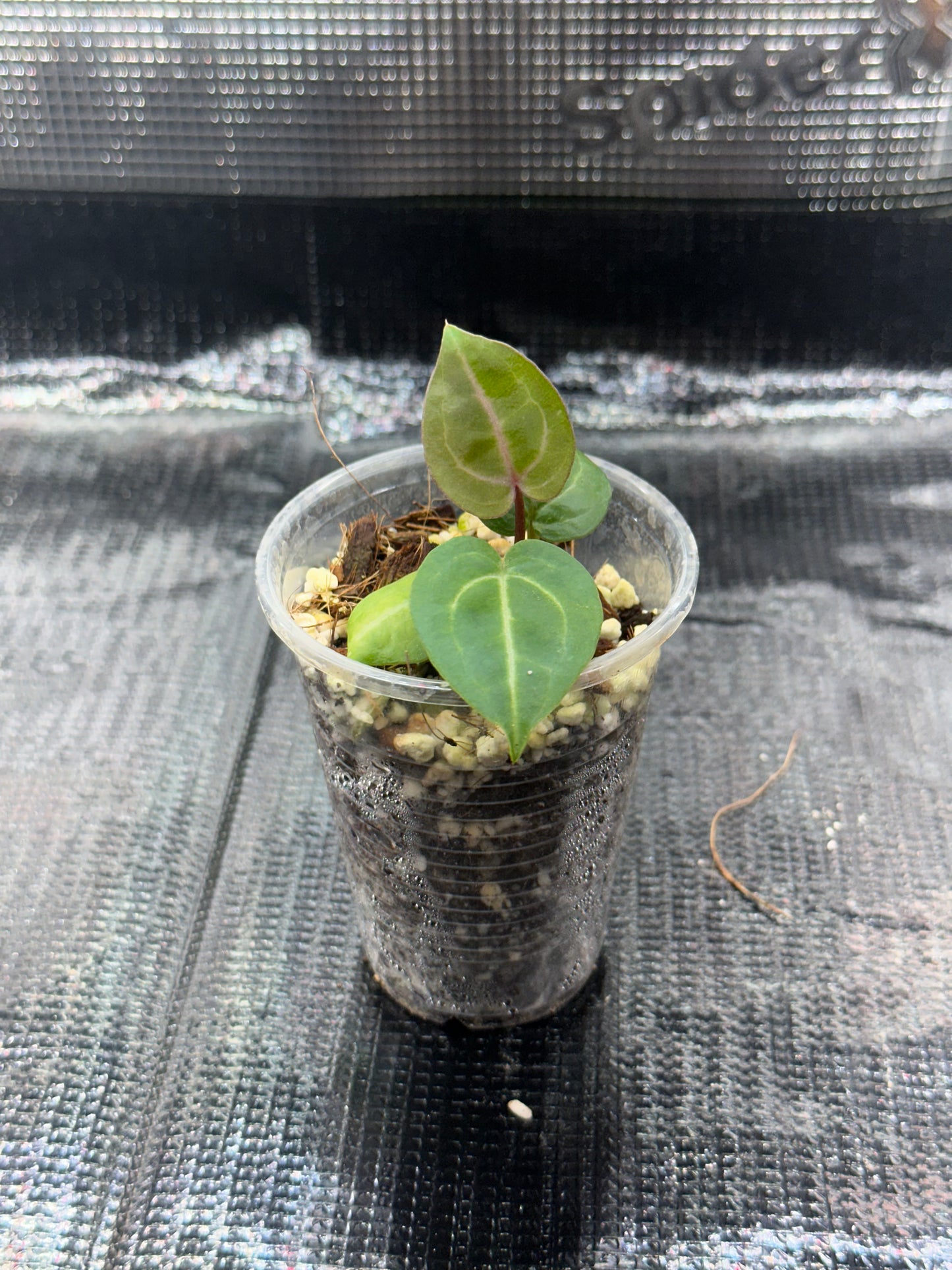 Anthurium Wonderboy X Michelle