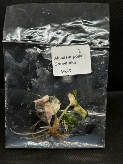 Alocasia Polly Pink Snowflake (High Var) TC Précommande