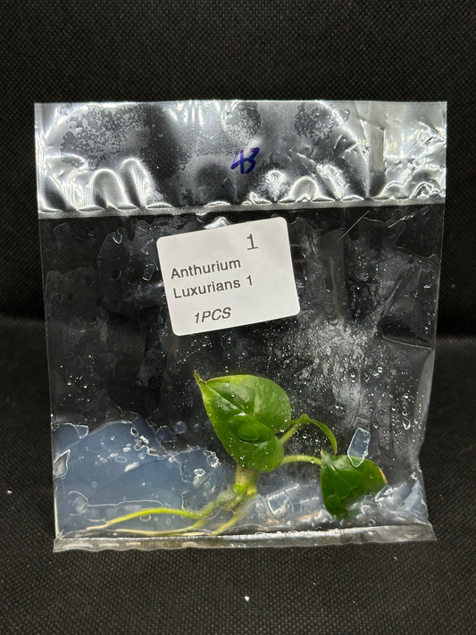 Anthurium Luxurians TC