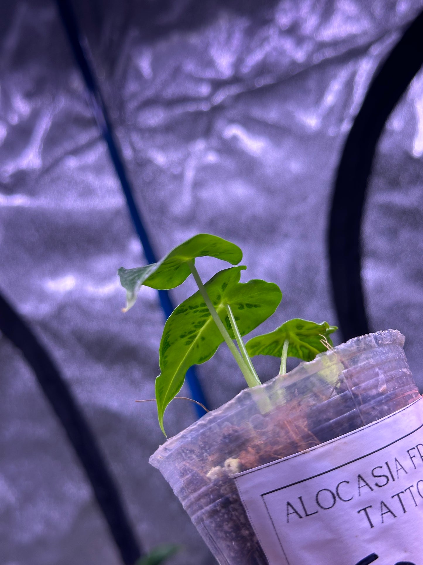 Alocasia frydek tattoo