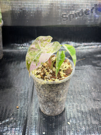 Alocasia polly pink snowflake