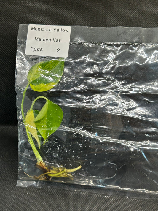 Monstera Yellow Marylin TC