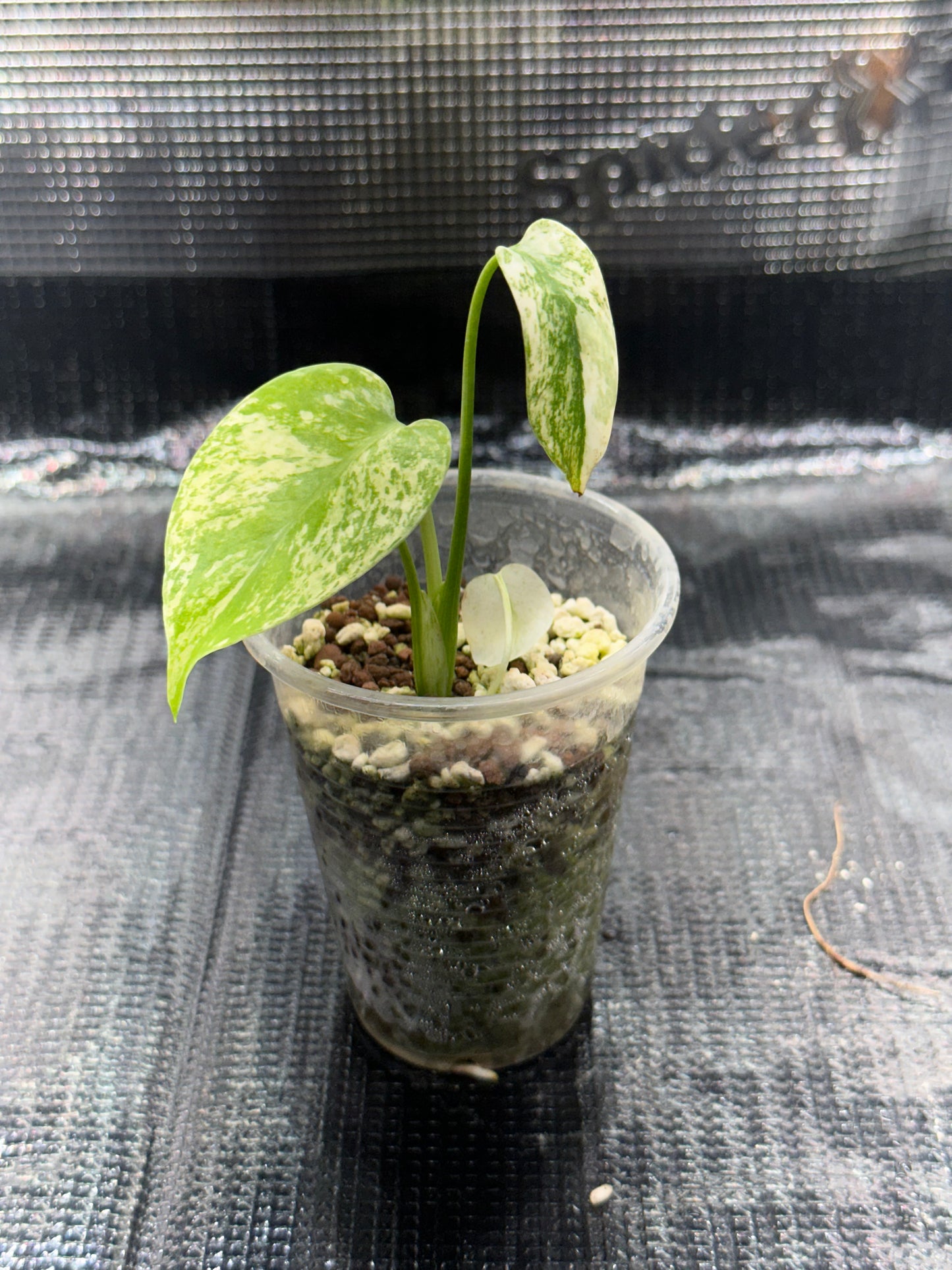 Monstera Deliciosa Mint