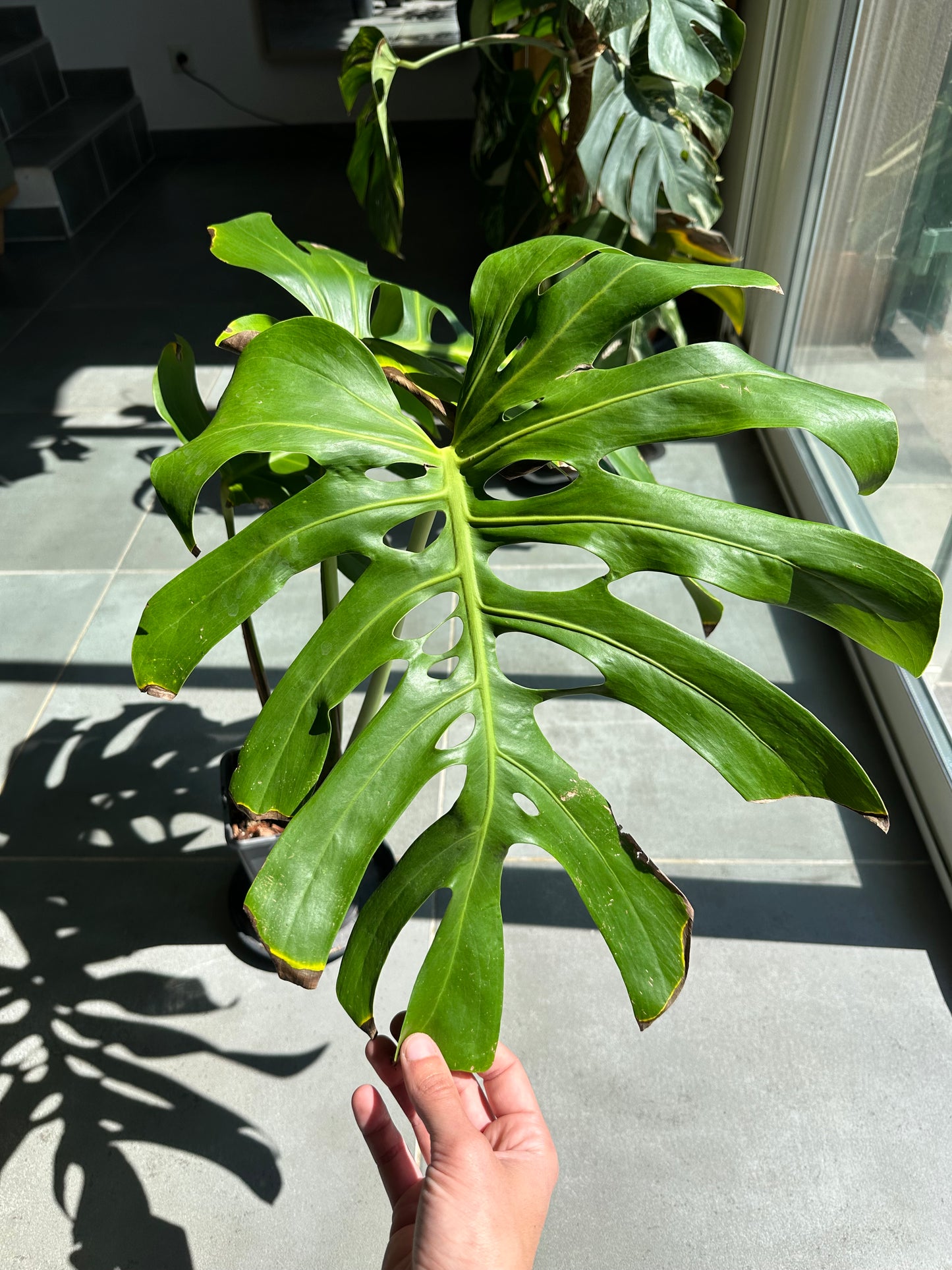 Monstera ssp Brazil