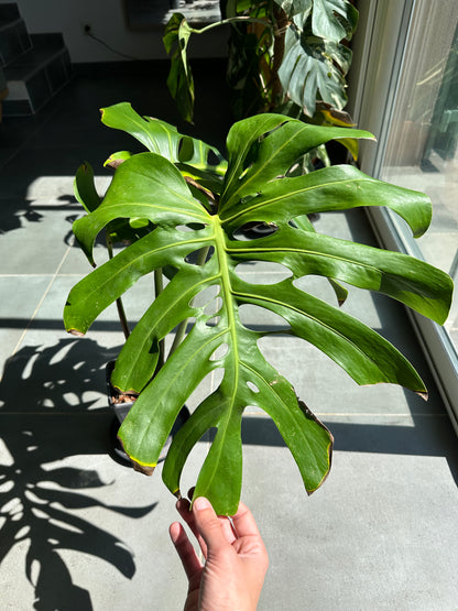 Monstera ssp Brazil