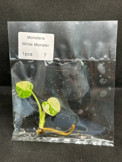 Monstera White Monster TC