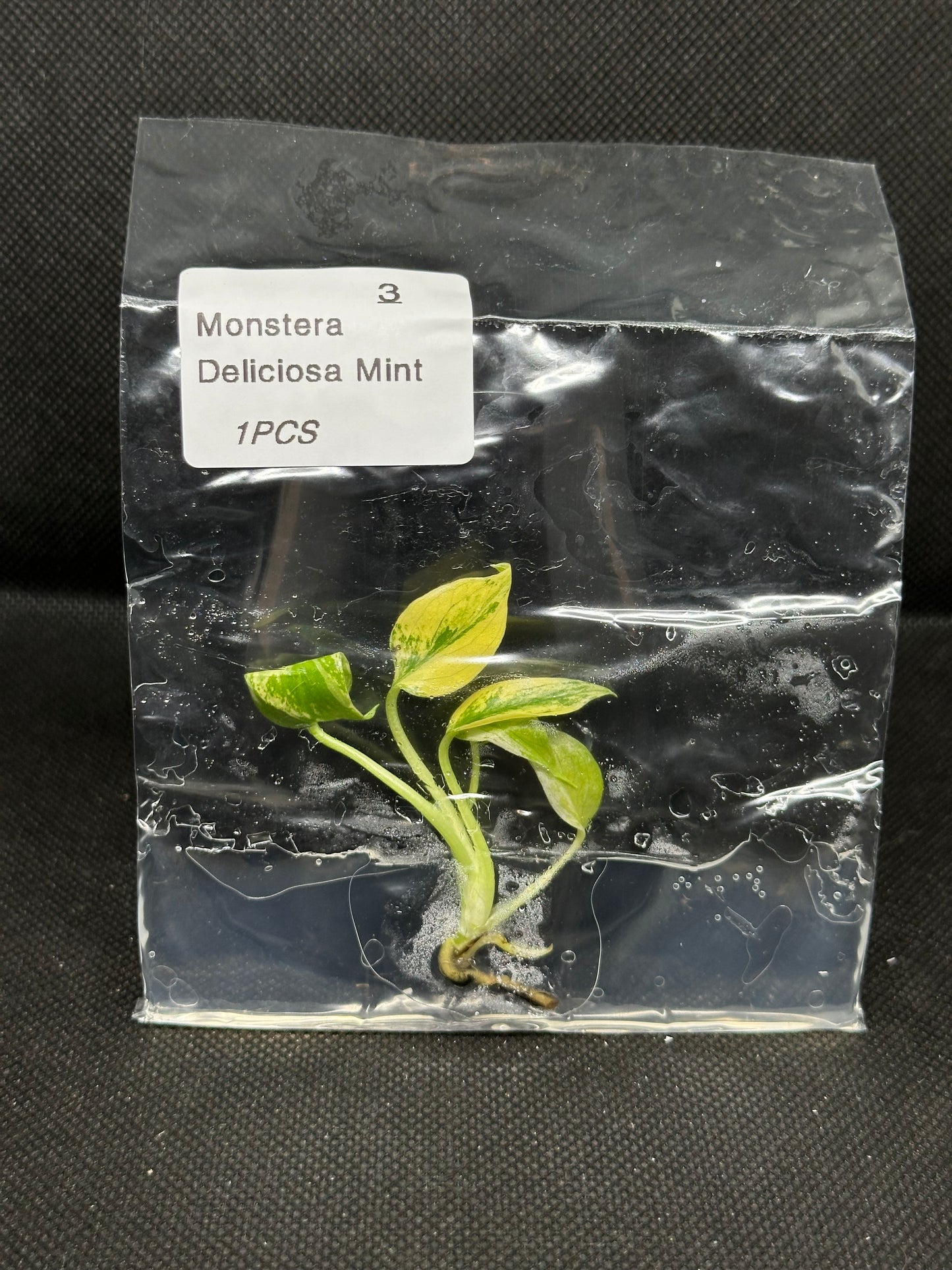 Monstera Deliciosa Mint TC Précommande