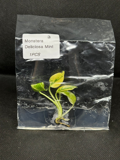 Monstera Deliciosa Mint TC Précommande
