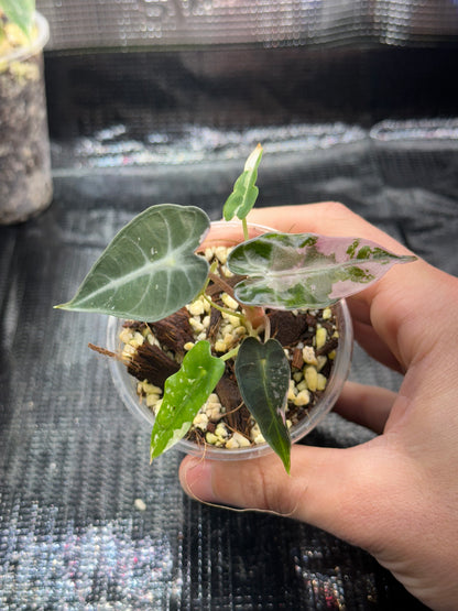 Alocasia bambino pink variegata