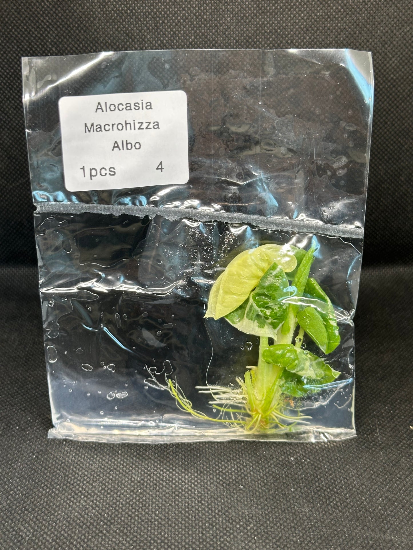 Alocasia macrohizza albo variegata TC