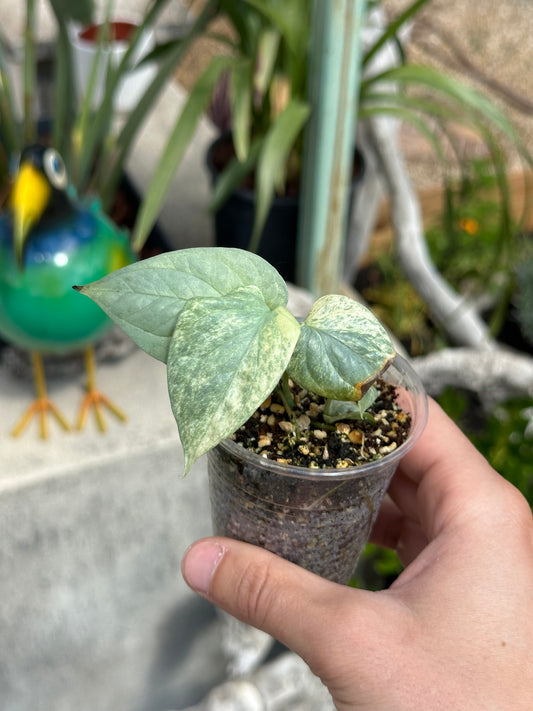 Amydrium Médium Silver Variegata