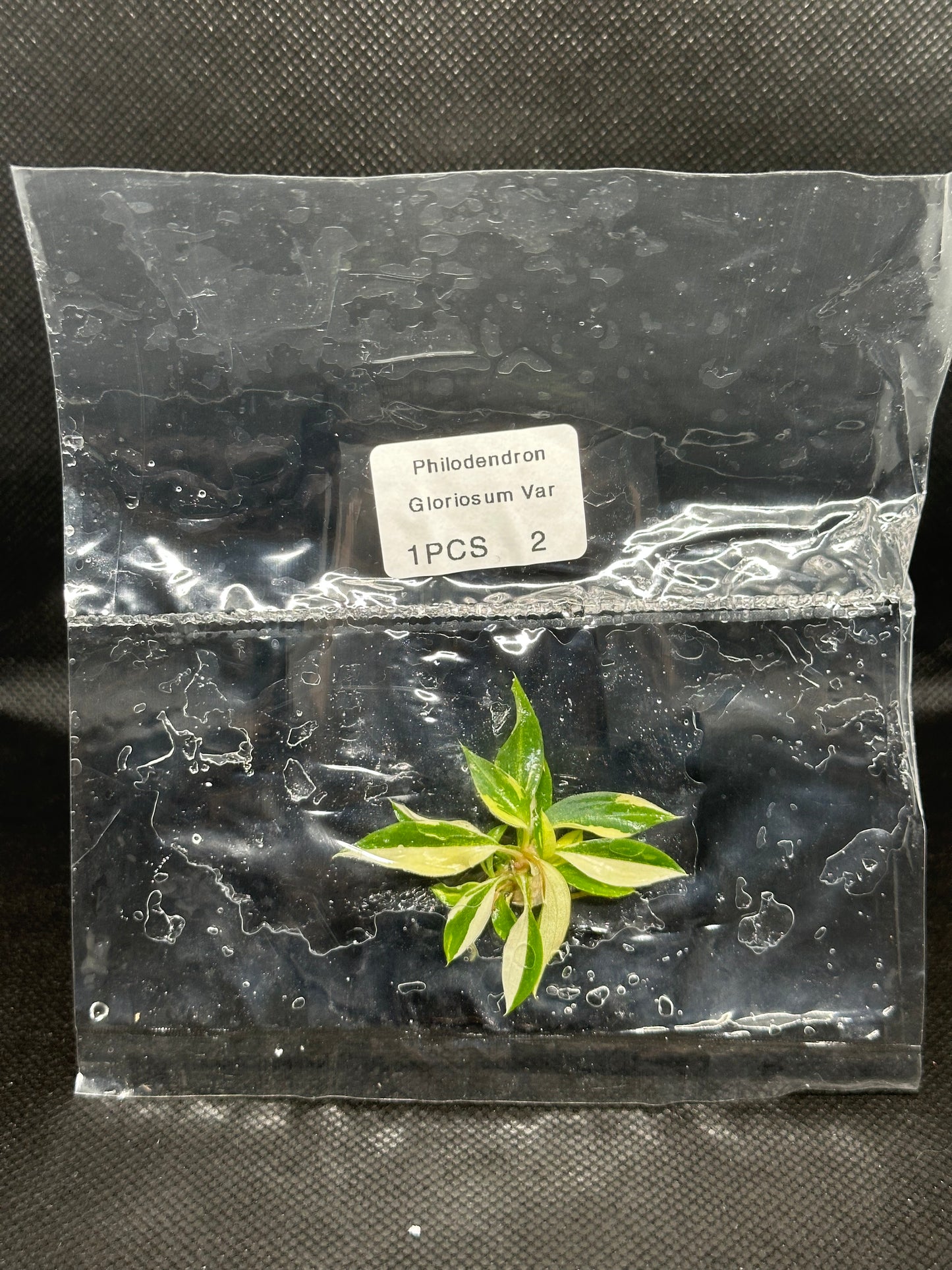 Philodendron Gloriosum Tricolor Var TC Précommande