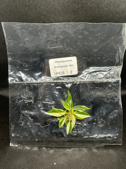 Philodendron Gloriosum Tricolor Var TC Précommande